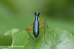 Neocollyris