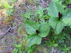Trillium kurabayashii
