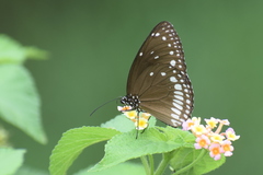 Euploea klugii
