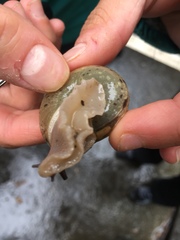 Appalachina chilhoweensis