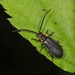 Polemius laticornis - Photo (c) Judy Gallagher, alguns direitos reservados (CC BY-SA), uploaded by Judy Gallagher