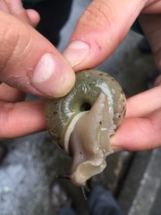 Appalachina chilhoweensis