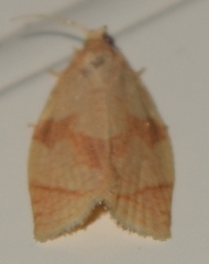 Adoxophyes negundana