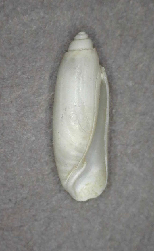 Acteocina infrequens