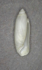 Acteocina infrequens