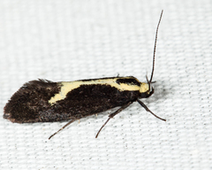 Polix coloradella