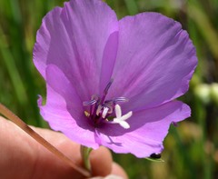 Clarkia gracilis gracilis