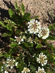 Noccaea fendleri