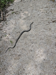 Nerodia sipedon insularum