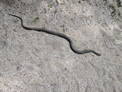 Nerodia sipedon insularum