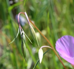 Clarkia gracilis gracilis