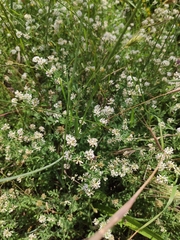 Dorycnium