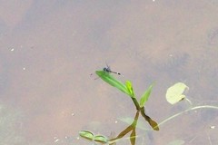 Micrathyria hesperis