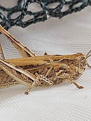 Chorthippus brunneus