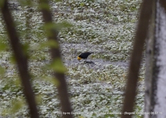 Chrysomus icterocephalus bogotensis