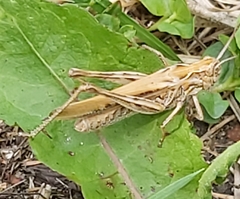 Chorthippus brunneus