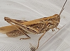 Chorthippus brunneus