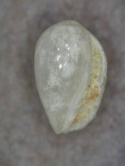 Cystiscidae