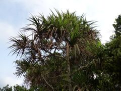 Pandanus candelabrum