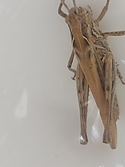 Chorthippus brunneus