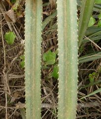 Pandanus candelabrum