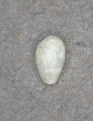 Cystiscidae