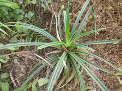 Pandanus candelabrum