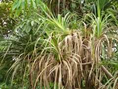 Pandanus candelabrum