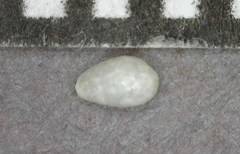 Cystiscidae