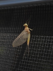 Maccaffertium terminatum terminatum