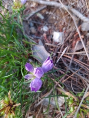 Edraianthus