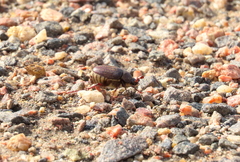 Phyllophaga lanceolata