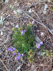 Edraianthus
