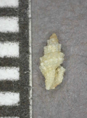 Microdaphne trichodes