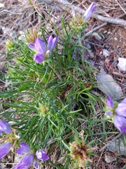 Edraianthus