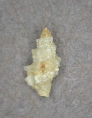 Microdaphne trichodes