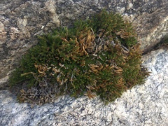 Selaginella watsonii