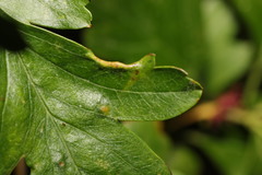 Phyllocoptes goniothorax