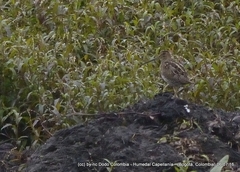 Gallinago nobilis