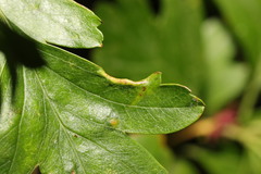 Phyllocoptes goniothorax