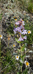Penstemon albidus