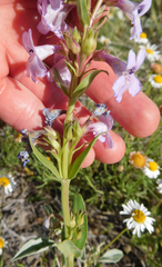 Penstemon albidus