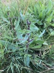 Helminthotheca echioides