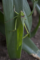 Stilpnochlora thoracica