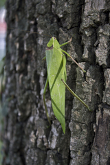 Stilpnochlora thoracica