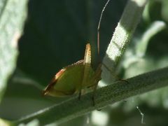 Closterotomus trivialis