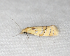 Phtheochroa vitellinana