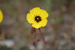 Tuberaria globulariifolia