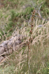 Asphodelus albus