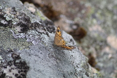 Lasiommata